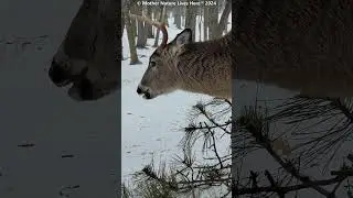 ''UNICORN'' the Whitetailed buck! (28)     #deer #venados #whitetaildeer #bigbucks #ciervo