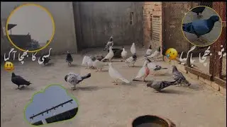 New video of Pigeon | naya Bacha Bhagwan Gayá 😂||#kabuterbazi #pigeon #viralvideo 