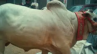 qurbani  (2020) buffer zone karachi