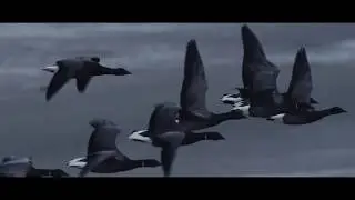 De Wereld van het WAD - Rotgans (vo)