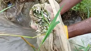 छोटी सी जाल में फंसी बहुत सारी छोटी मछलीयां हमारे खेतों के मेड़ से फंसाई हमने बहुत सारी छोटी मछलीयां
