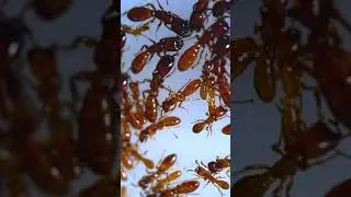 BEAUTIFUL DORYLUS ANTS OF ASIA (SHORT FOOTAGE)