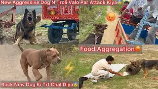New Dog Ko Khana Rakhne Gye Food Aggression😰Troli Valo Par Attack😨Rock Aggressive Dog Ki Or Chl Dea😡