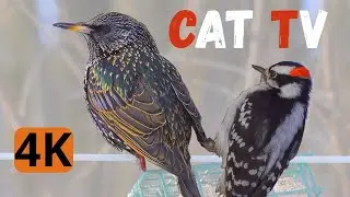 Premiere 4h44 🐱 Cat TV &ndash; Birds for Cats to Watch 🐦 | Relaxing Nature 4K Bird feeder - Lots of Birds