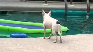 Pool train your puppy.