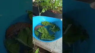 ESTRATEGIA EFICAZ 👌PARA TENER UN BUEN CULTIVO DE LARVA DE MOSQUITO 🦟😳
