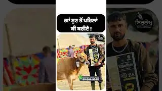 Jearsy ਗਾਂਵਾਂ ਦਾ dairy farm ! Dairy Farming #dairyfarm #gurijersey #dairy #farm #cow #shorts