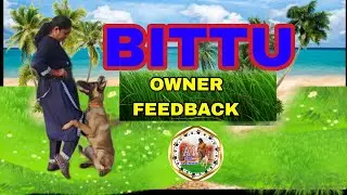 Belgian Malinois Bittu🐕&zwj;🦺 training: what owner feedback reveals