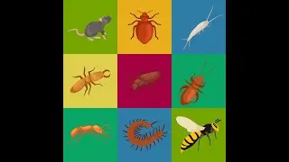 Seven Common Household Pests