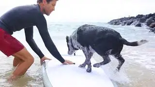 Beau Young Chronicles EP2: Mans Best Friend
