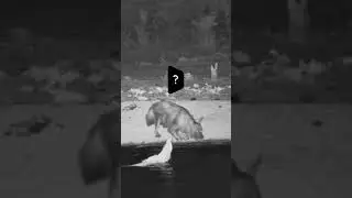 Whats that?