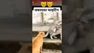 #billi ki aisi fight dekhi h kbhi #cat #fighting#viral#funny #angrycat # #shortvideo#status  #shorts