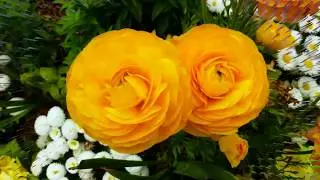 Beautiful morning flowers Greetings Live full HD video