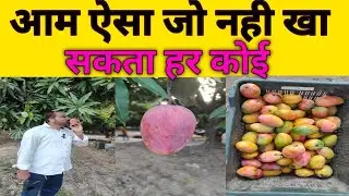 Aam gulab khas#Mango