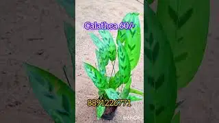 plants sale #plants #plantsforsale #plantsale