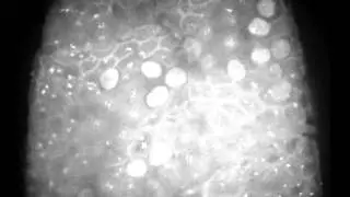 Video 4: 10.1098/rsob.110032