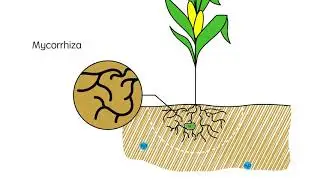 Boast up crop yields by using panoramix