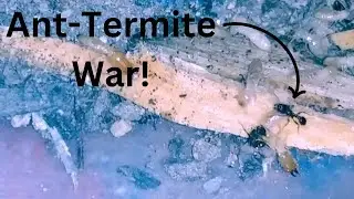 I started an Ant-Termite War and Instantly Regretted it...