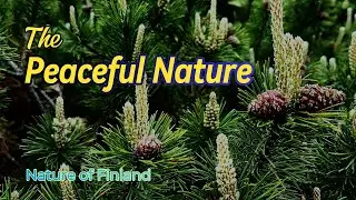 Peaceful Nature Moments | Pine Cones, Apple Blossoms, Spurge & Magnolia Flowers for Mind Relaxation