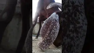 &ldquo;Have you ever seen goats eating from this angle? 😲🐐&rdquo;