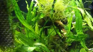 Mein Nano Cube Asienbecken mit Neophyten :)