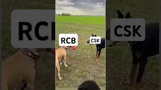 RCB vs CSK