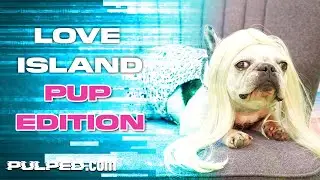 Love Island Goes To The Dogs | Love Island Parody | Comedy | Get Pulped