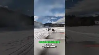 From Champions to Heroes  Dog Sledding in Ukraine #aidconvoy #ukrainian #nafo #poland #resilience