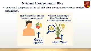 Development of an AI-Driven Technique for Real-Time Rice Nutrition Monitoring | Part-A