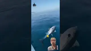 #fishing #matapancing #tuna #fish #matapancingyes #mancing #gianttuna #mancingmania #mancingtuna