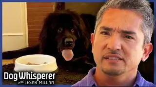 Fussy Pup Always Expects Gourmet Meals | Dog Whisperer With Cesar Millan