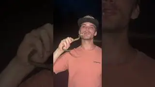 Watch this baby Yellow Rat snake catch an attitude! #snake #shorts