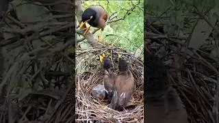 Myna bird two cute babies in beautiful nest #shorts #shortsvideo #ytshorts #viralshorts #short