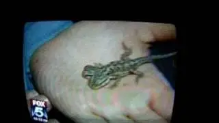 News Clip on 2 headed Dragon