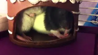 Baby female rats