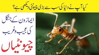 Killer Ants of Amazon Forest |The world's Largest Ant | Wildlife Documentary on Ant | QaQ Tv