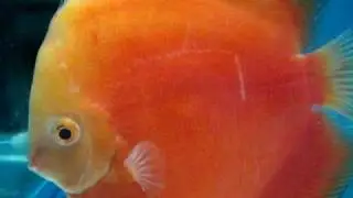 Discus habitat Eitan Nir