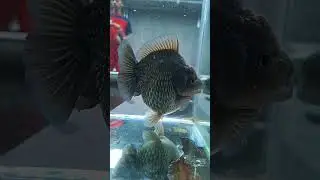 Hasil Grooming Ikan Maskoki 2 Bulan #ikankoki #ikan #ikanhiaskoki