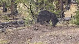 Stock Video - Grizzly bear kicking up dirt to bury its food from other predators