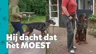 Rufus trekt niet meer aan de lijn | Help! Mijn baasje heeft hulp nodig