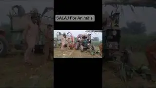 Making SALAJ For Animals #Jutt #viralvideo #overallcars