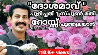 All plants increase Tip/ദോശമാവ് 1സ്പൂൺ മതി പൂക്കാത്ത ഏതു ച്ചെടിയും പൂത്തുതിമിർക്കാൻ B tech MIXMEDIA