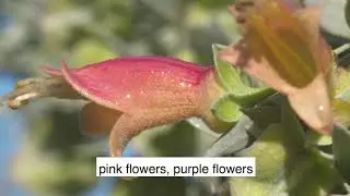 Poverty Bush Flower