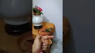 how i give recall training to my bird