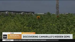 SoCal Spotlight: McGrath Family Farm in Camarillo