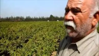 Portrait  d'un viticulteur à Larbaa - Chambre de l'agriculture - BLIDA