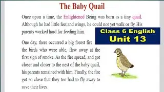 Class 6 English unit 13 with all exercise/Class 6 | English Unit 13//The Baby Quail