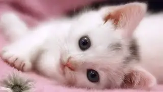 Cute Pets And Funny Animals Compilation #2 Funny Cats and Dogs
