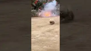 Rambo now day! #funny #amazing #dogs #bollywood #bombing #shorts