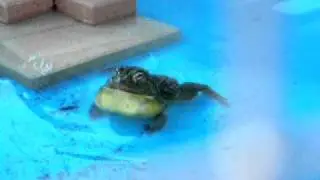 Giant African Bullfrog outdoor croak 2